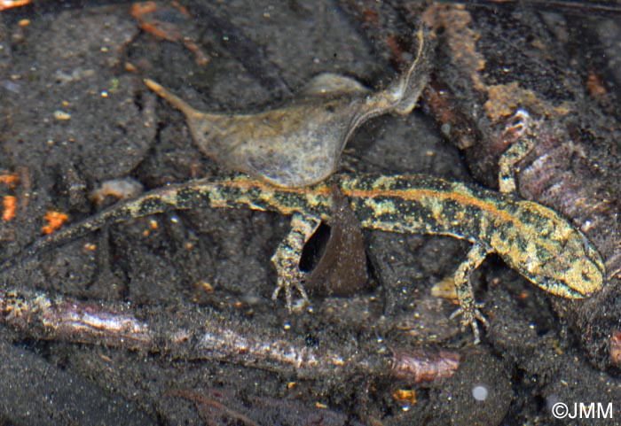 Euproctus platycephalus Euprocte de Sardaigne